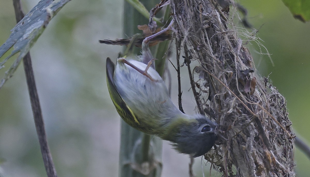 Short-tailed Pygmy-Tyrant - ML624128807