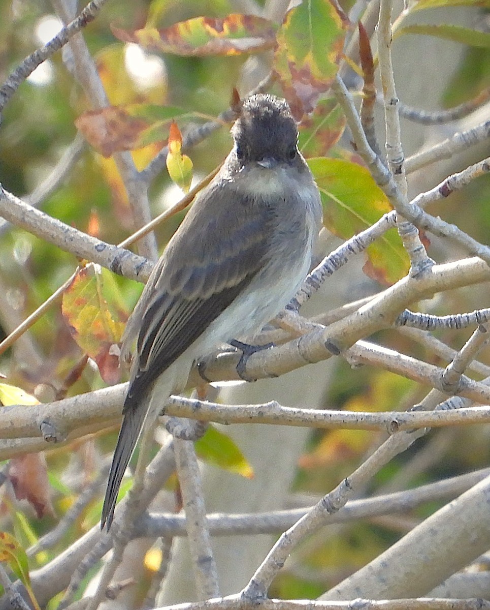 Eastern Phoebe - ML624128815