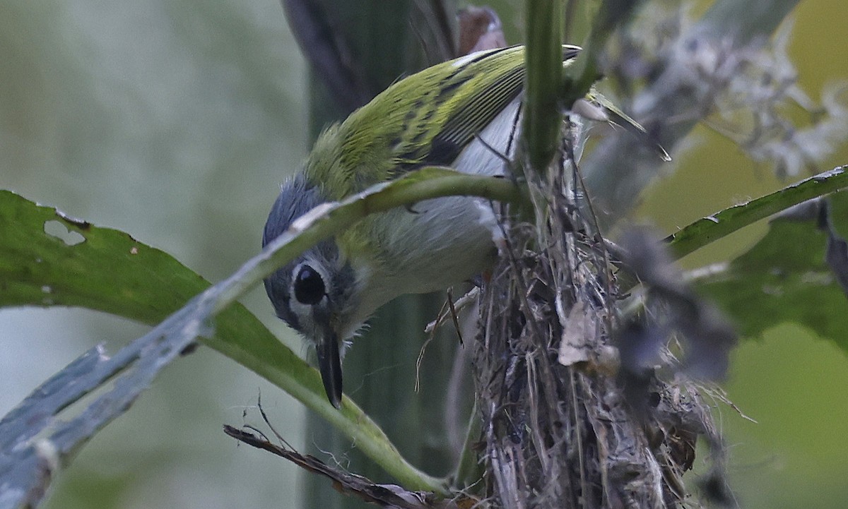 Short-tailed Pygmy-Tyrant - Paul Chapman