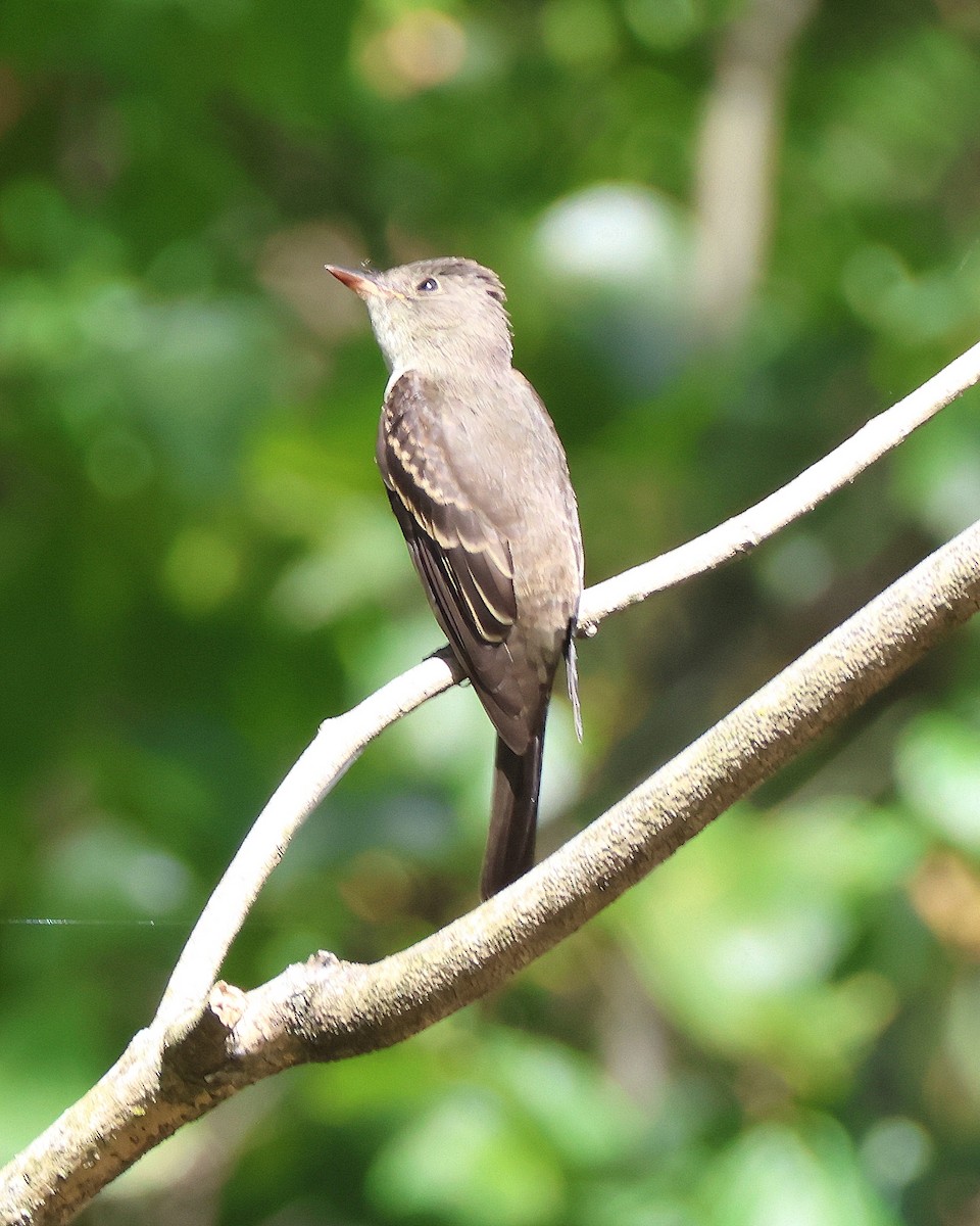 Eastern Wood-Pewee - ML624128818