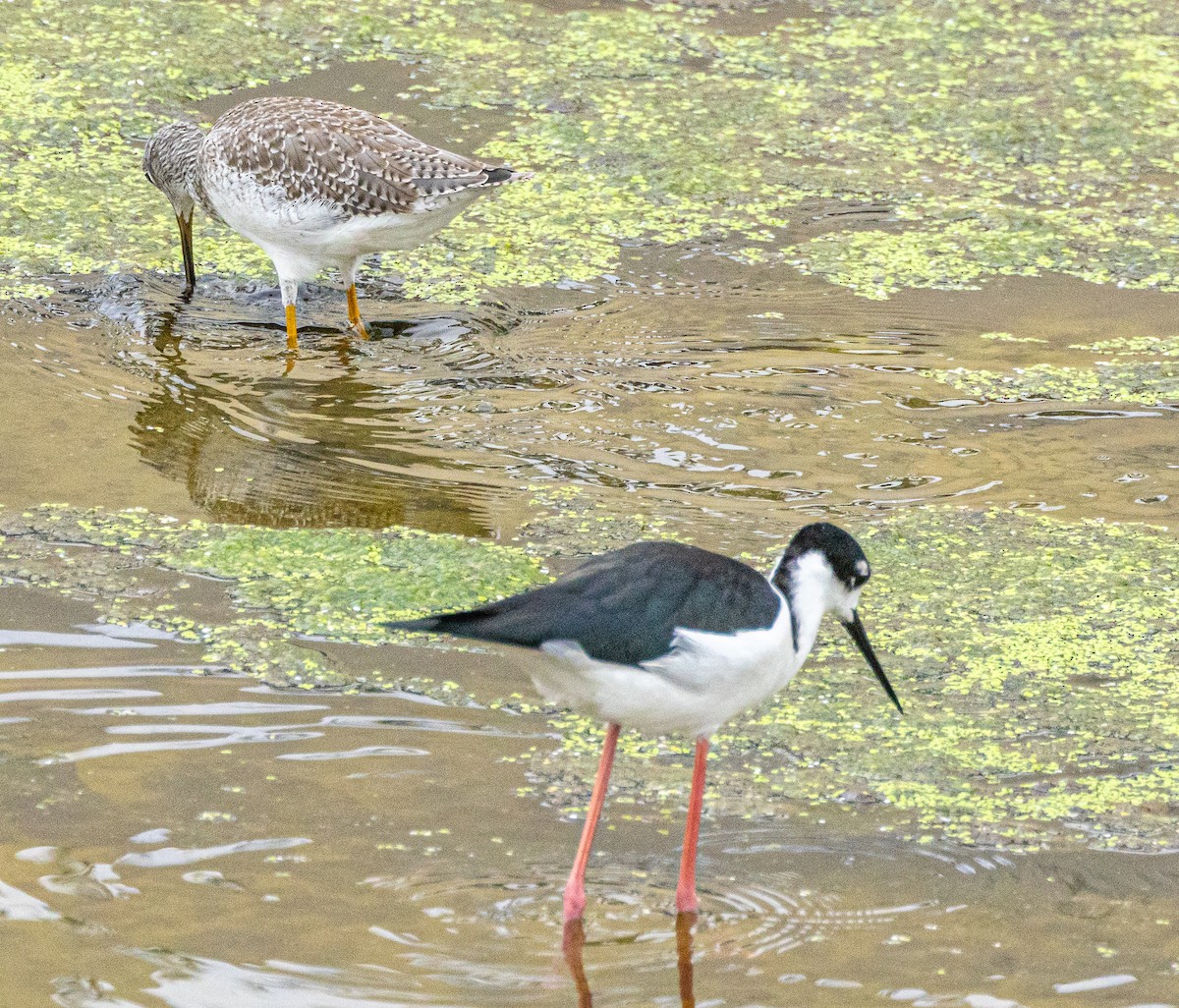 Black-necked Stilt - Ben  Valdez