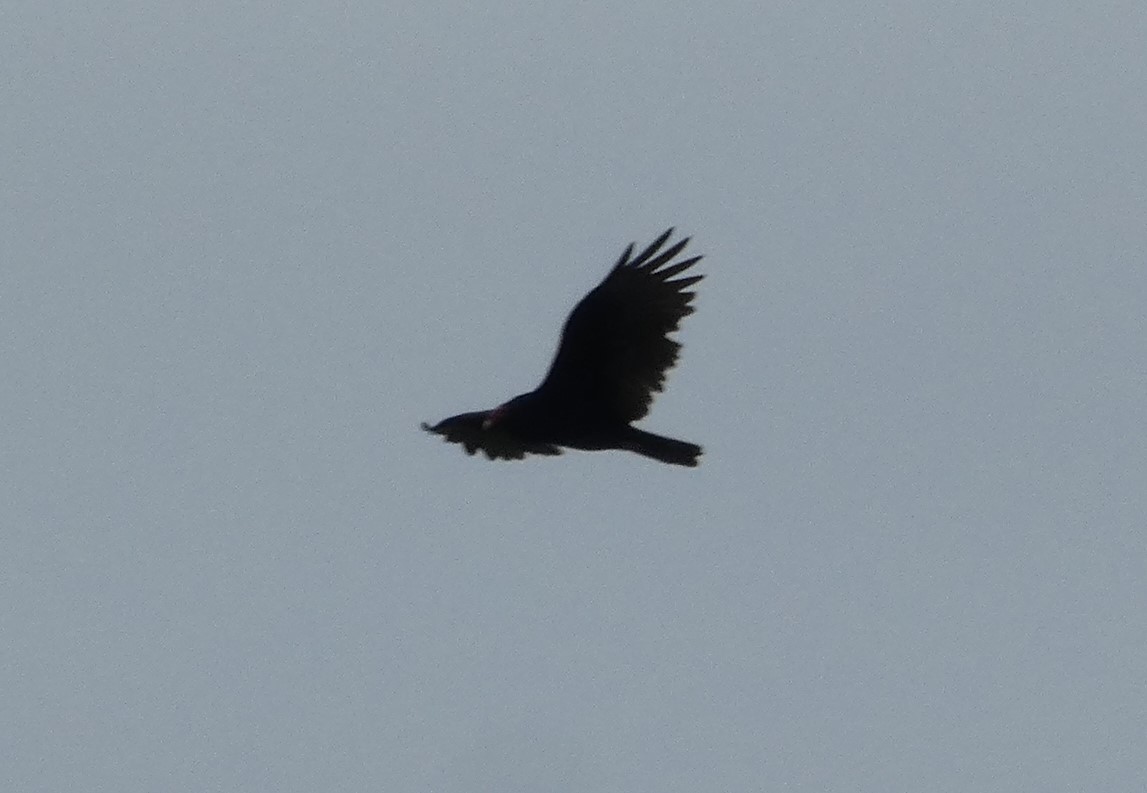 Turkey Vulture - ML624128871