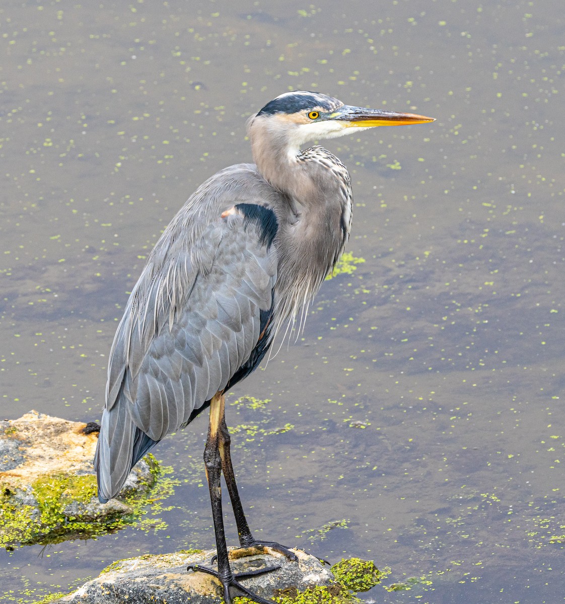 Great Blue Heron - ML624128881