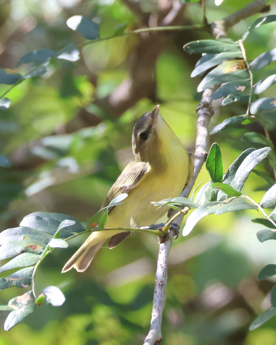 Philadelphia Vireo - ML624128893