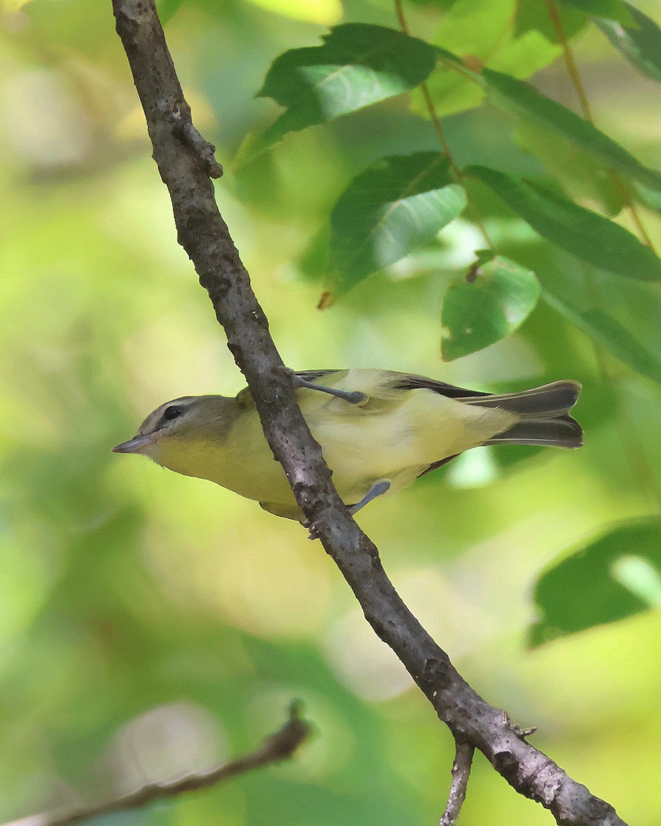 Philadelphia Vireo - Rick Kittinger