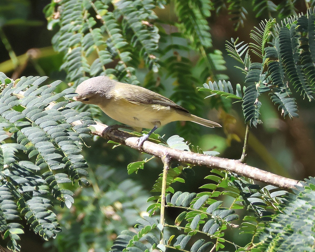 Philadelphia Vireo - ML624128916