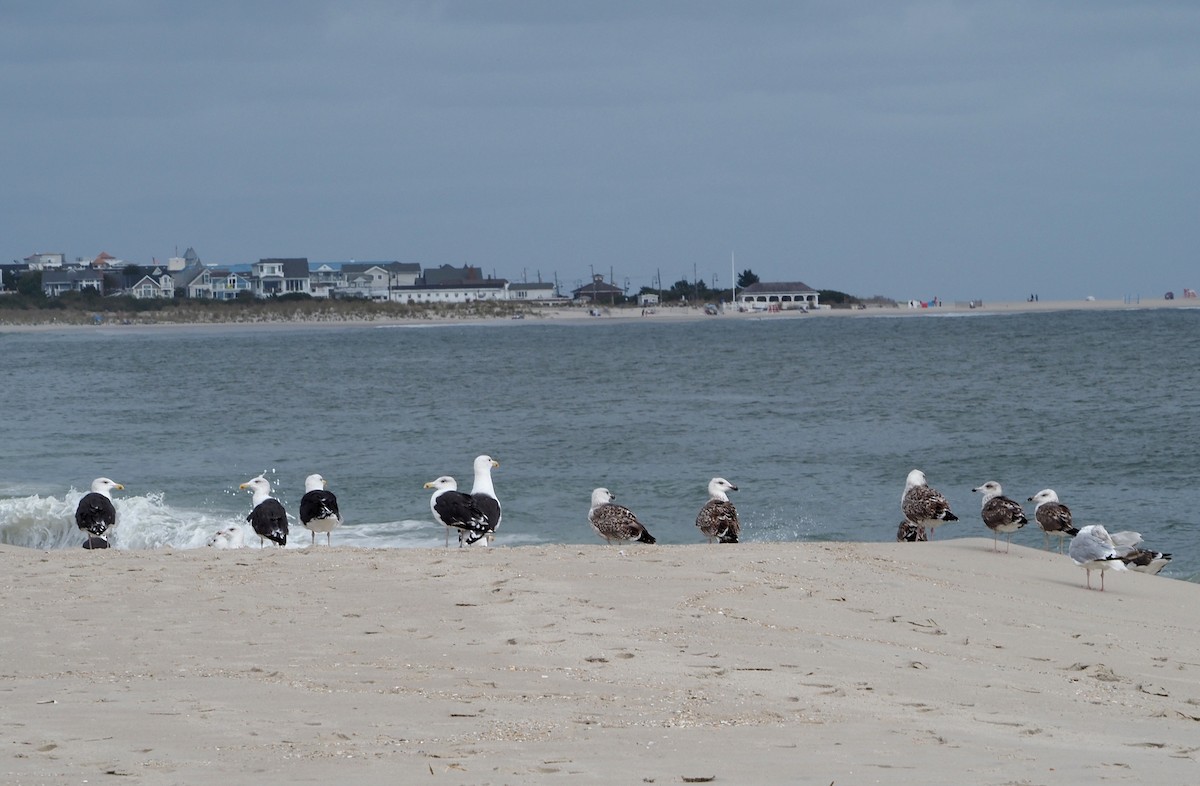 Great Black-backed Gull - ML624128937