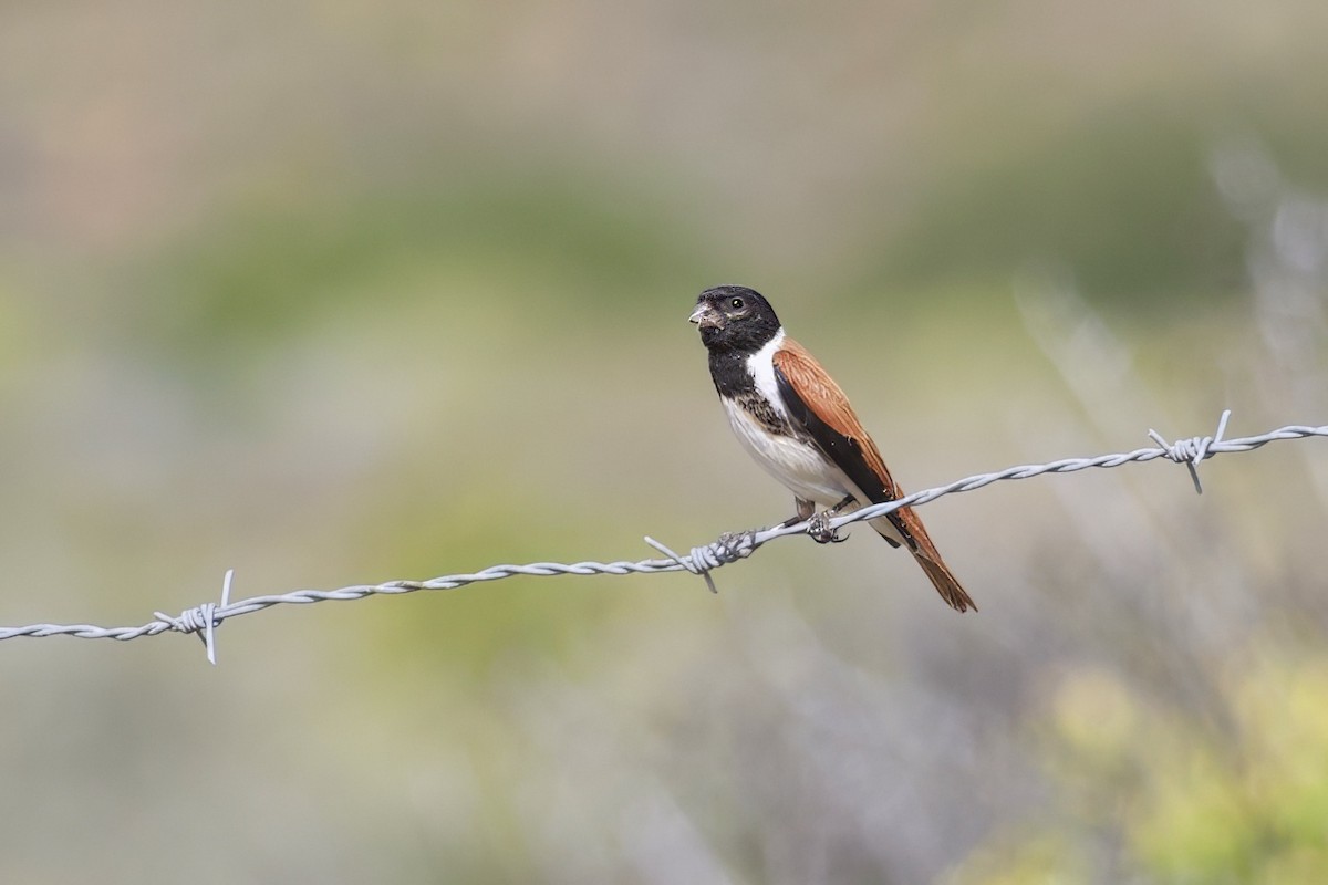 Black-headed Canary - ML624128956