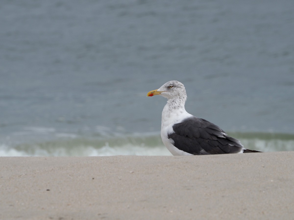 Gaviota Sombría - ML624128967