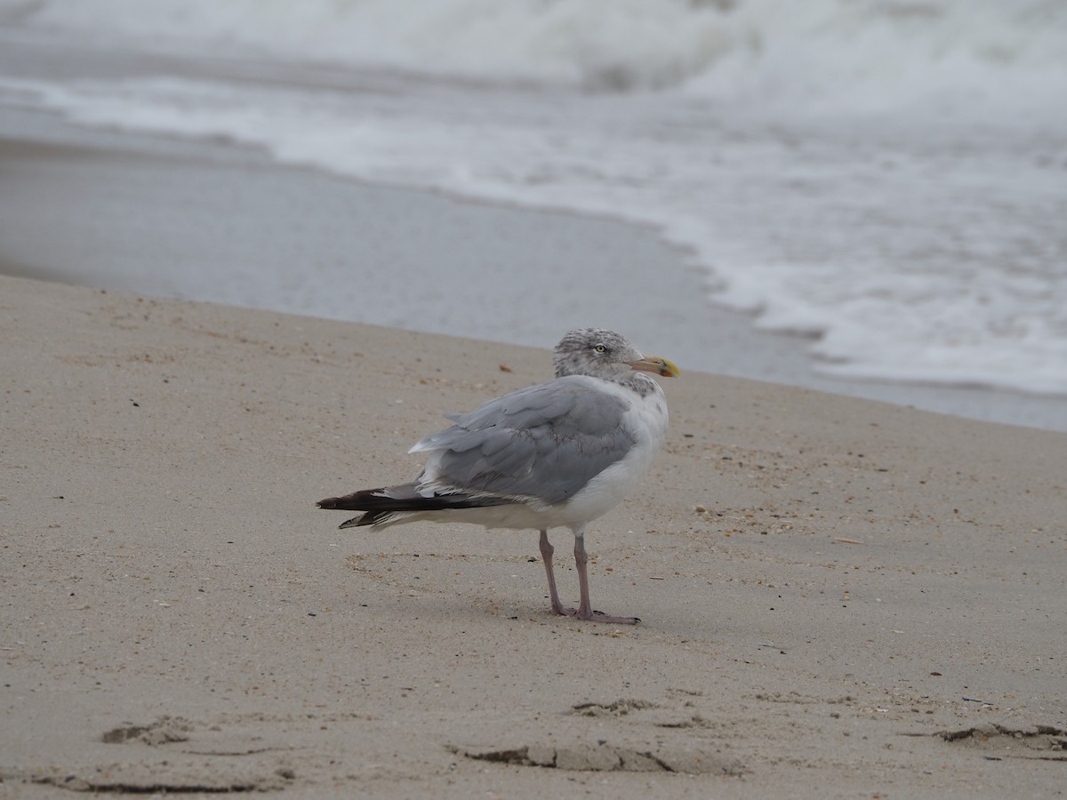 Herring Gull - ML624128984