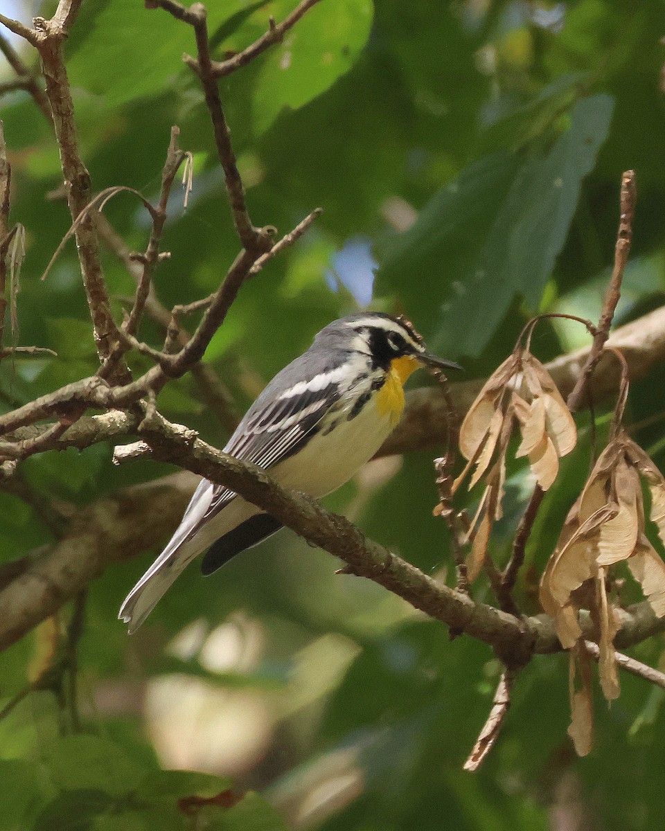 Yellow-throated Warbler - ML624129003