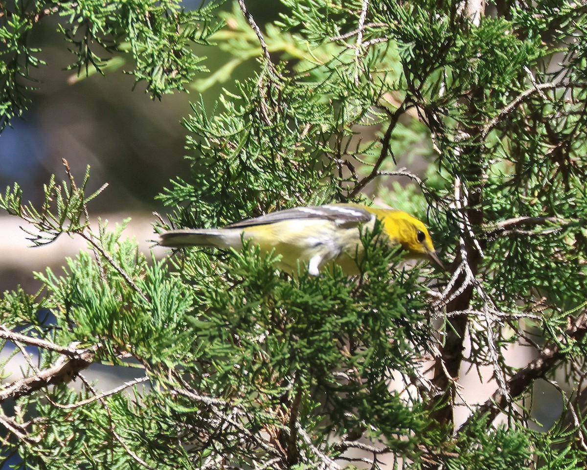 Black-throated Green Warbler - ML624129033