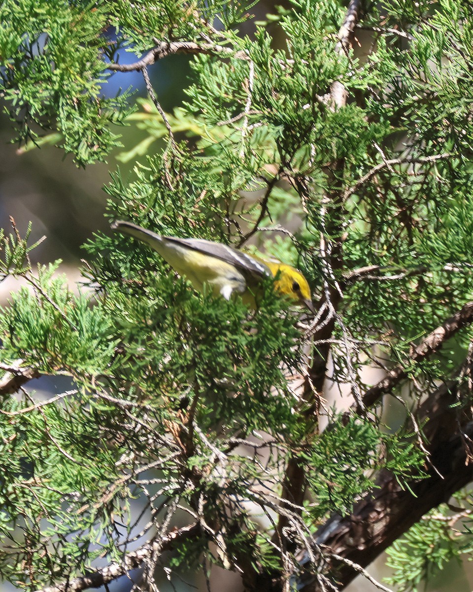 Black-throated Green Warbler - Rick Kittinger