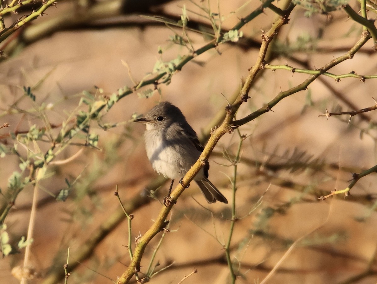 Gray Flycatcher - ML624129077