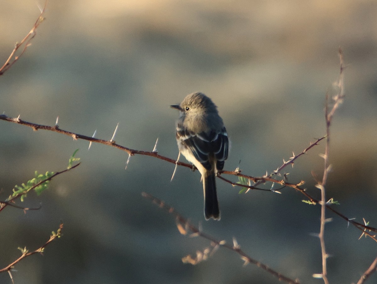 Gray Flycatcher - ML624129078