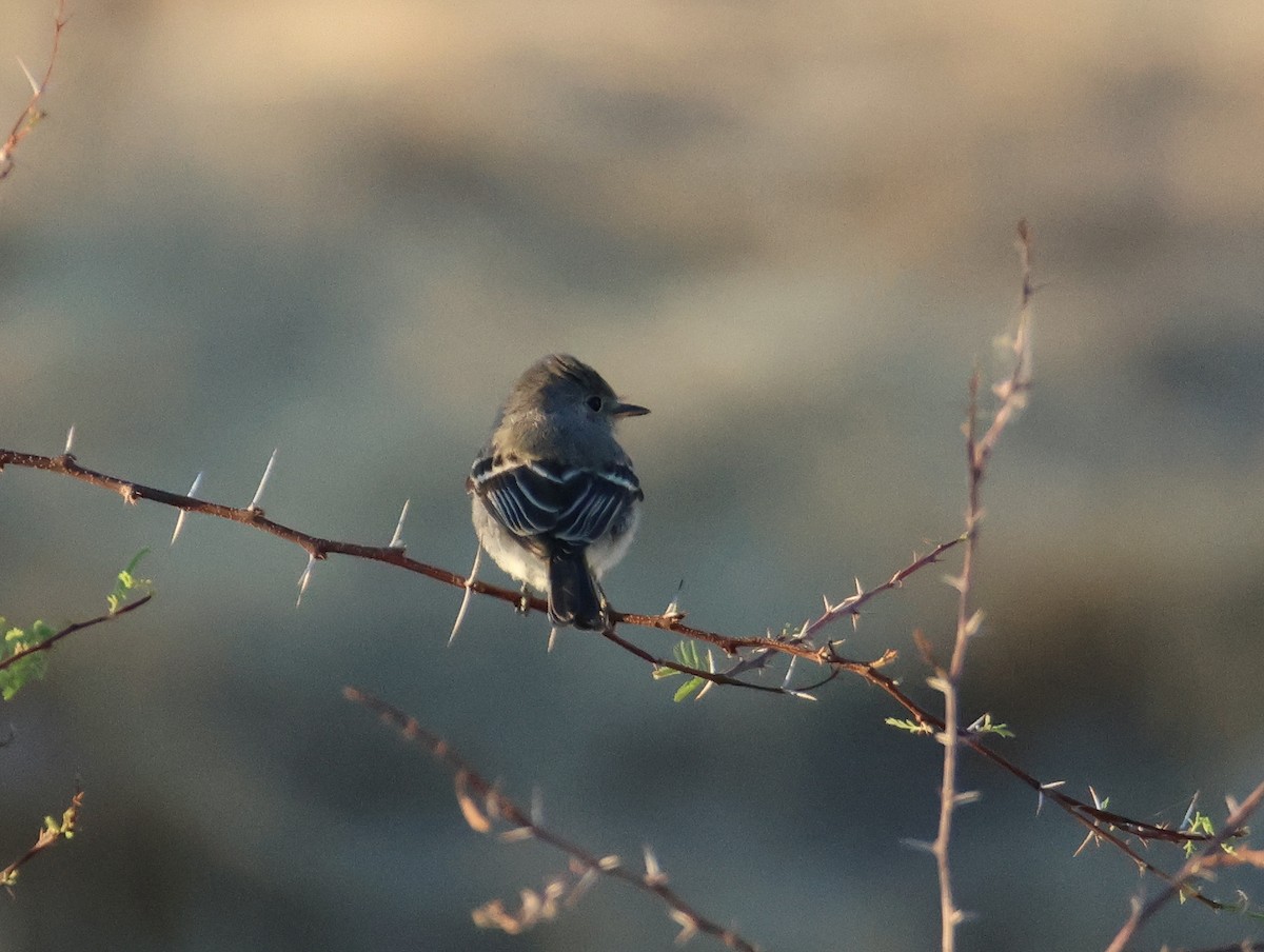 Gray Flycatcher - ML624129079