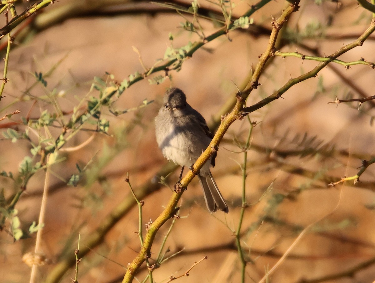 Gray Flycatcher - ML624129080