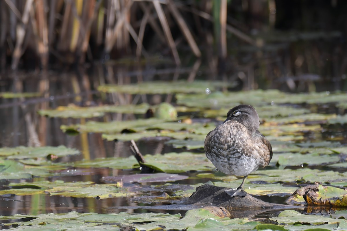 Wood Duck - ML624129114