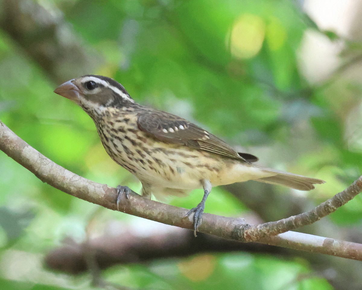 Rose-breasted Grosbeak - ML624129115