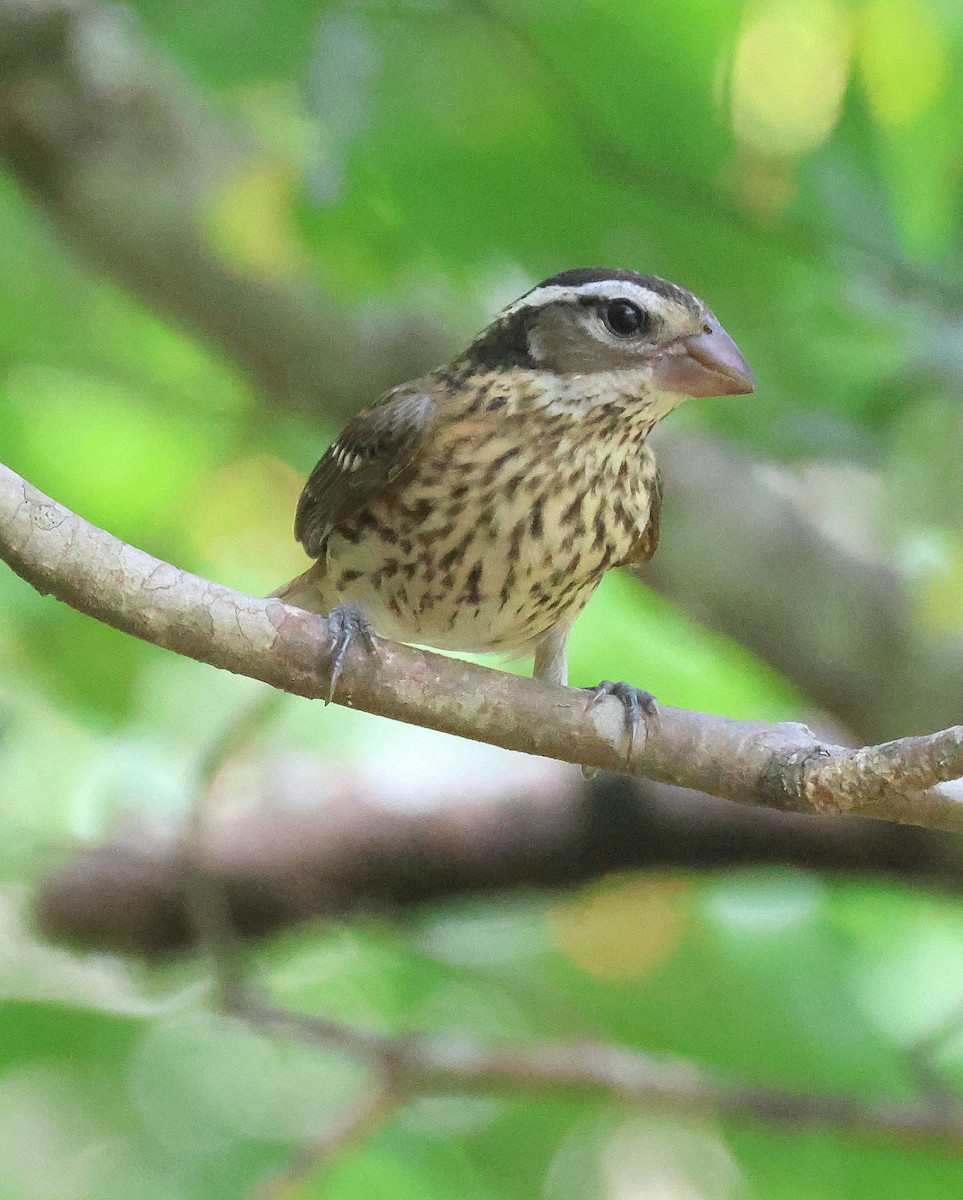 Rose-breasted Grosbeak - ML624129129