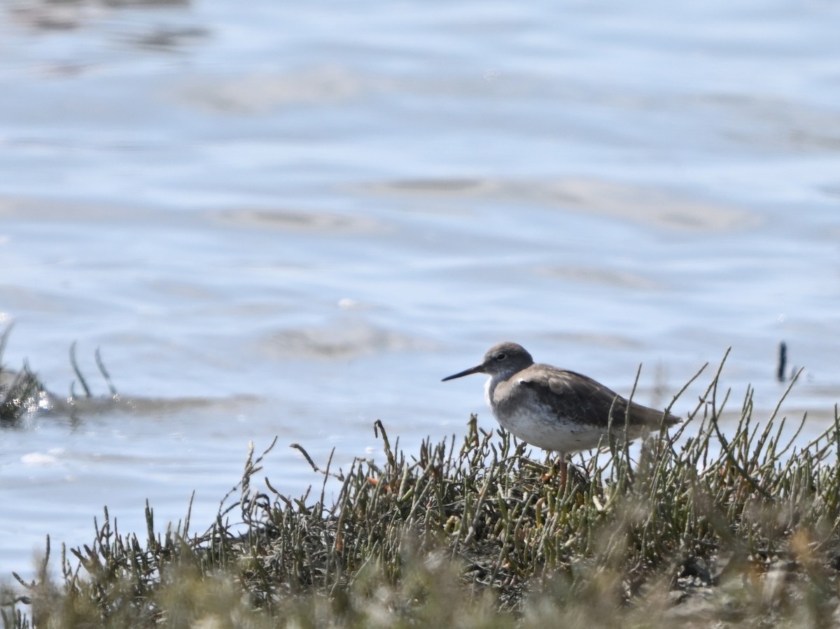 Common Redshank - ML624129130