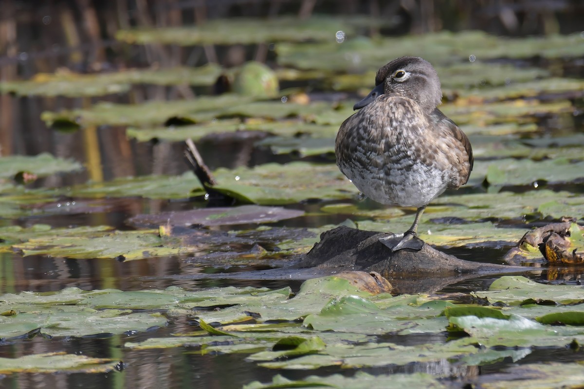 Wood Duck - Daniel Thibault