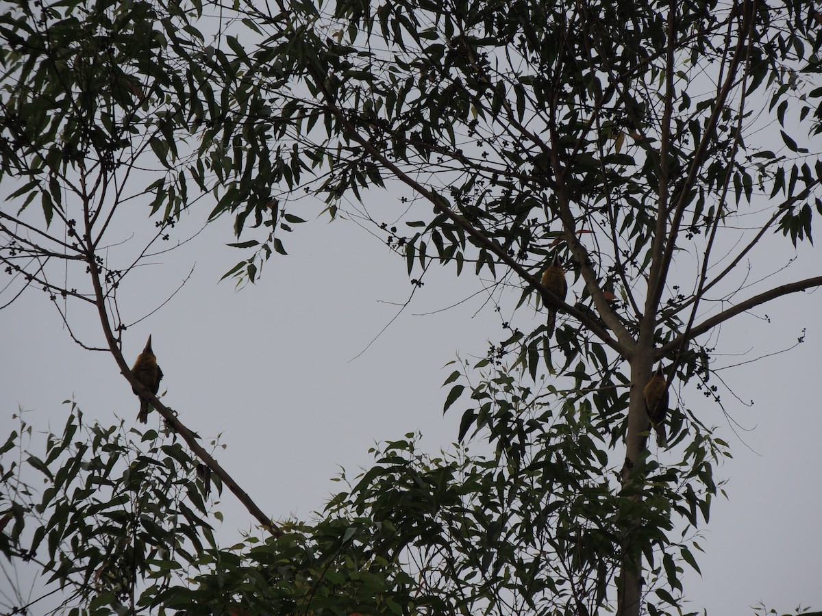 Saffron Toucanet - Aline Antunes