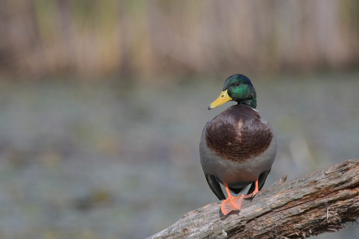 Mallard - ML624129166