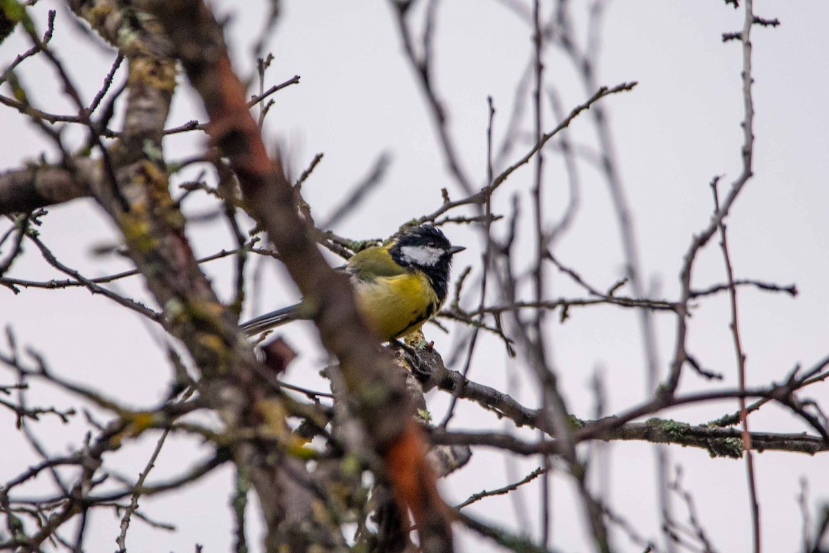 Great Tit - Felipe Penedo