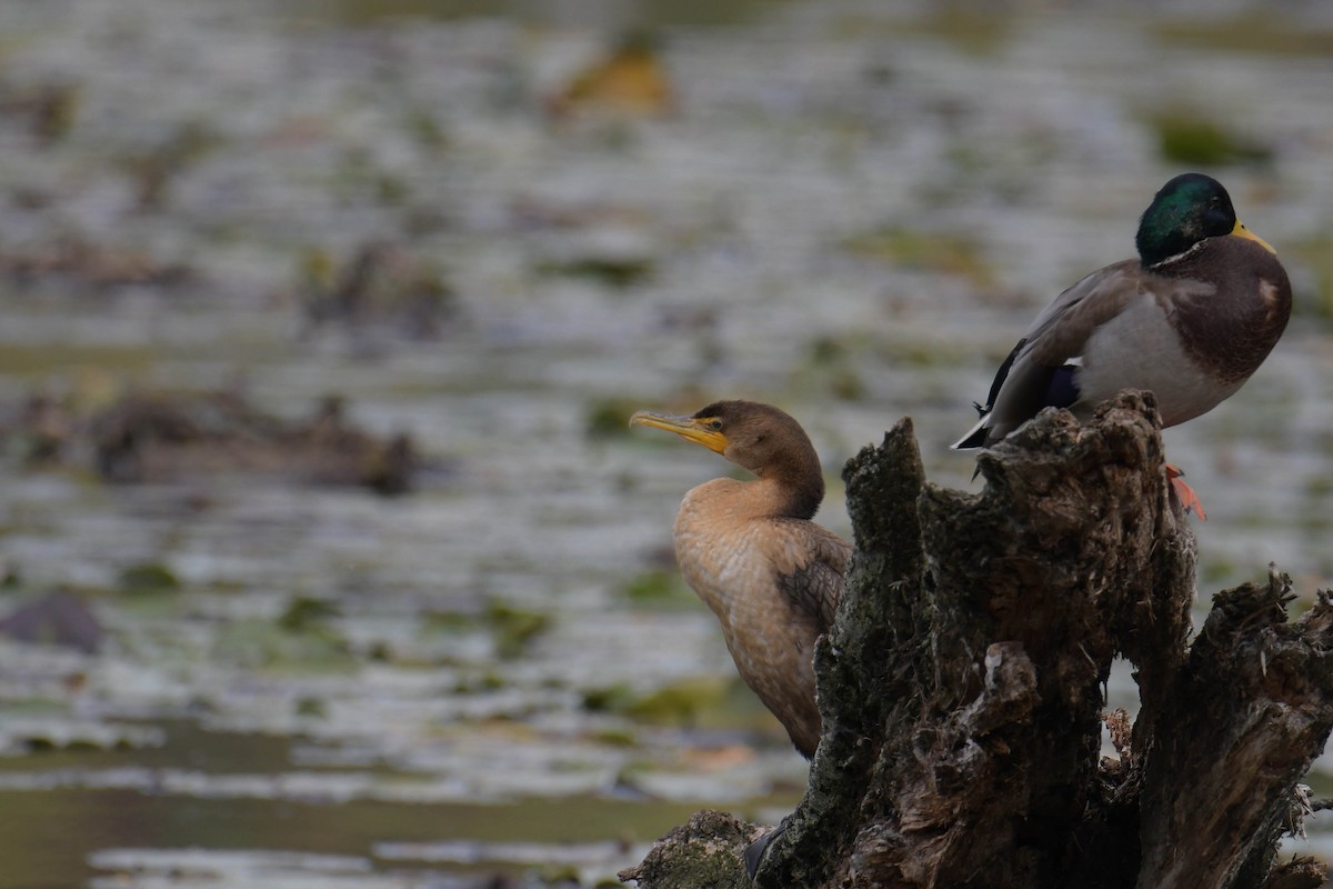 Double-crested Cormorant - ML624129177