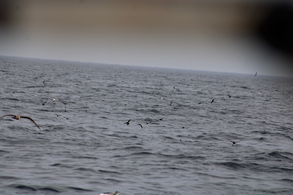 Leach's Storm-Petrel - ML624129203