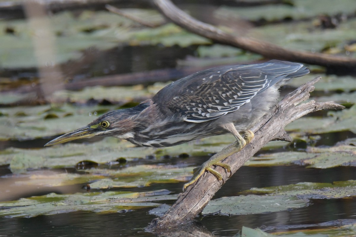 Green Heron - ML624129205