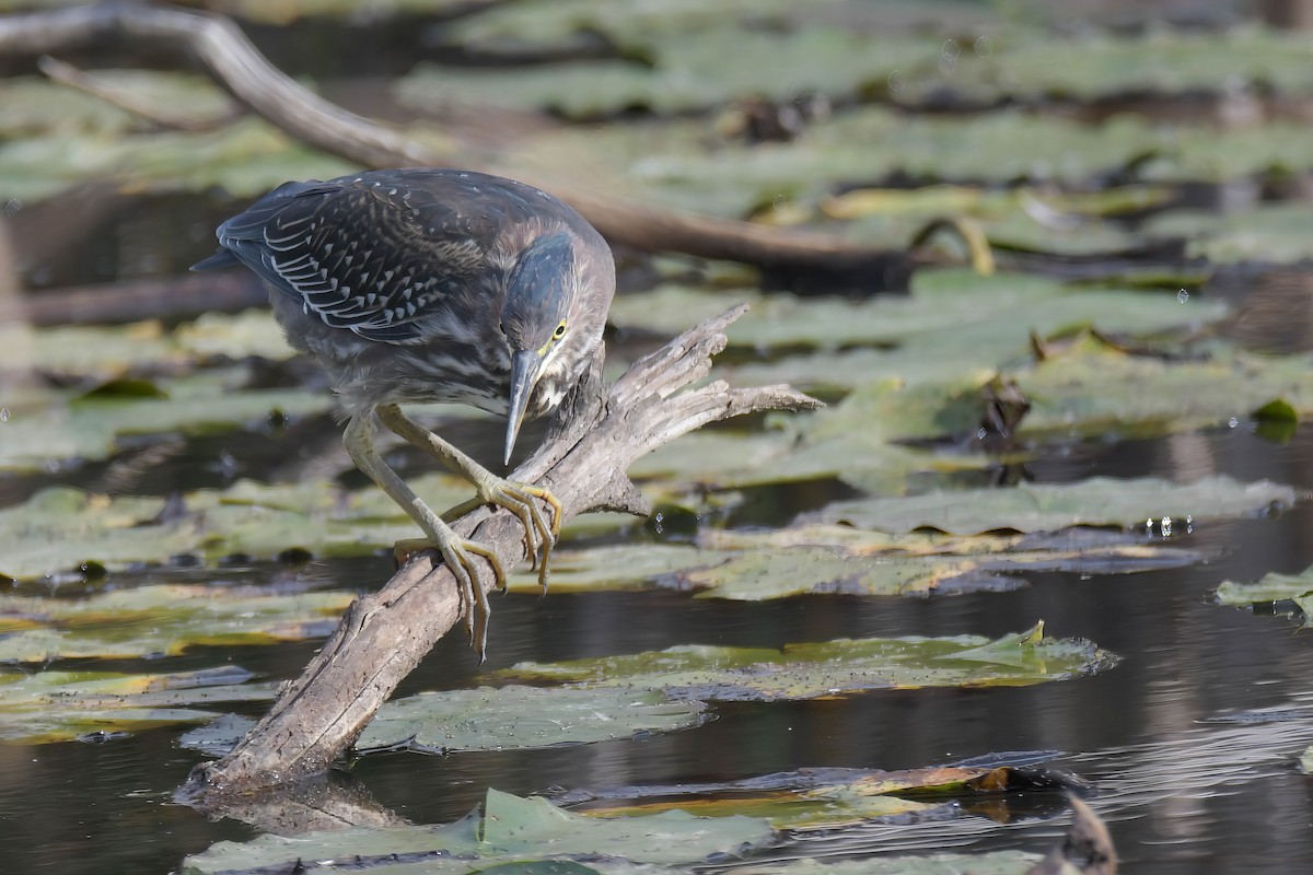 Green Heron - ML624129215