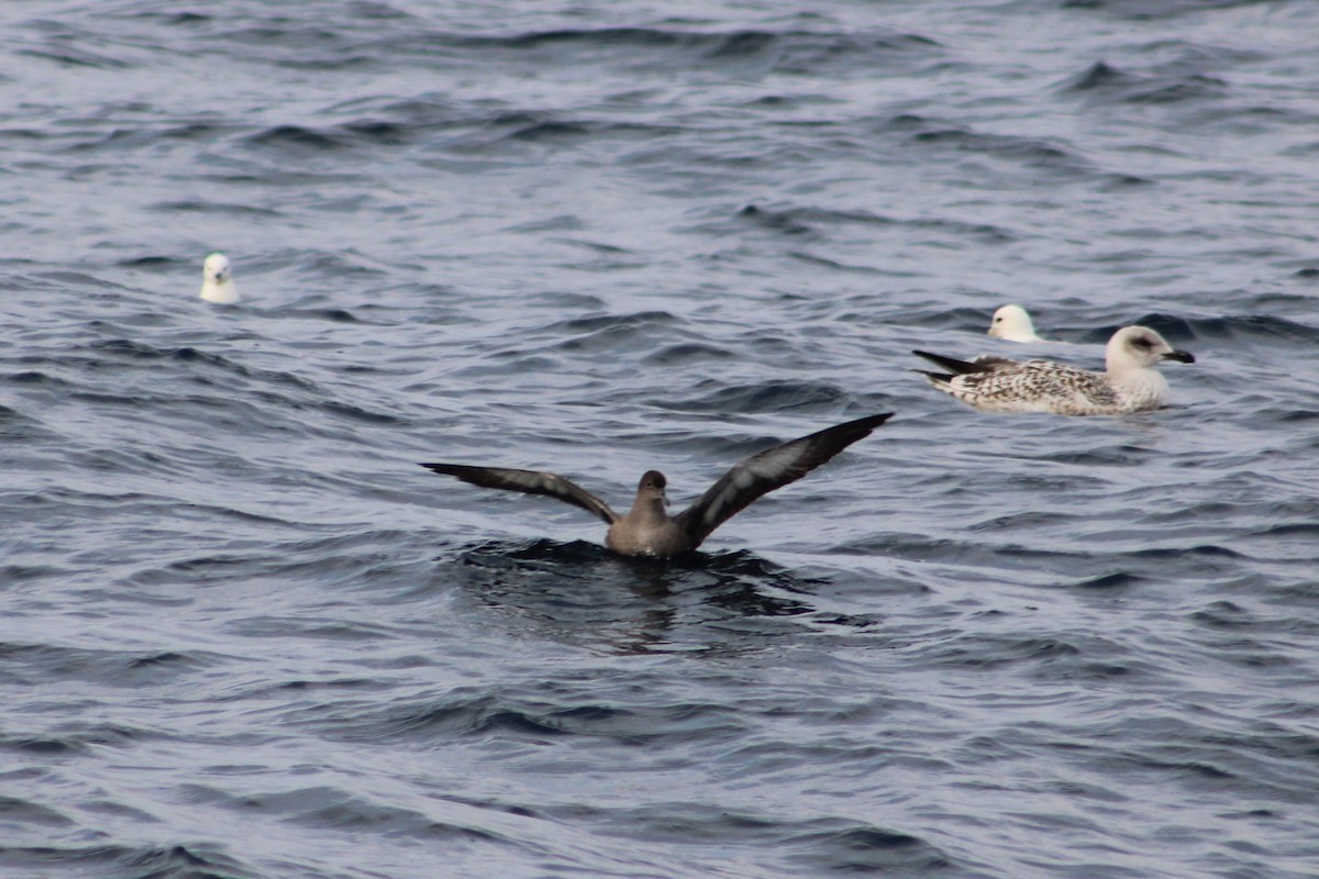 Sooty Shearwater - ML624129254