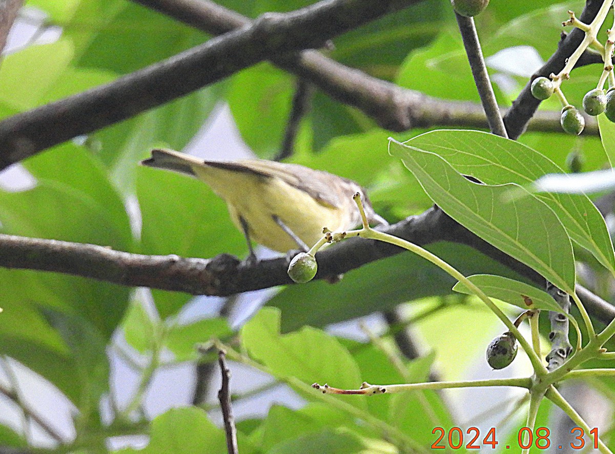 Brown-capped Vireo - ML624129266