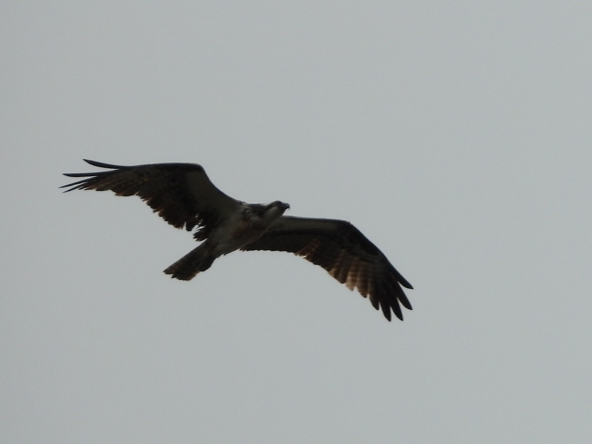 Águila Pescadora - ML624129267