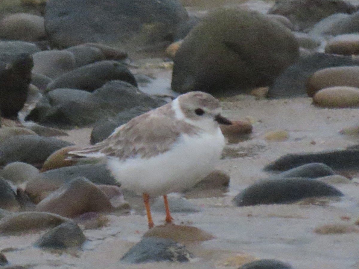 Piping Plover - ML624129291