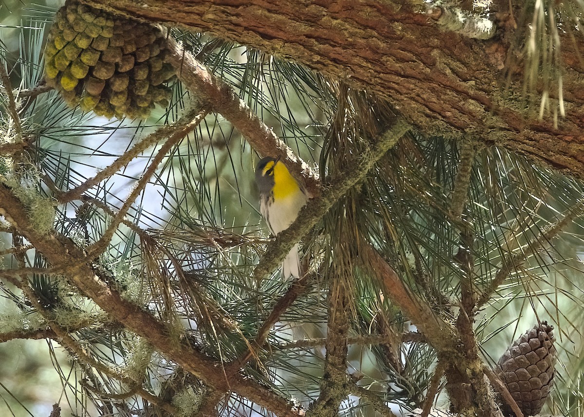 Grace's Warbler - ML624129348