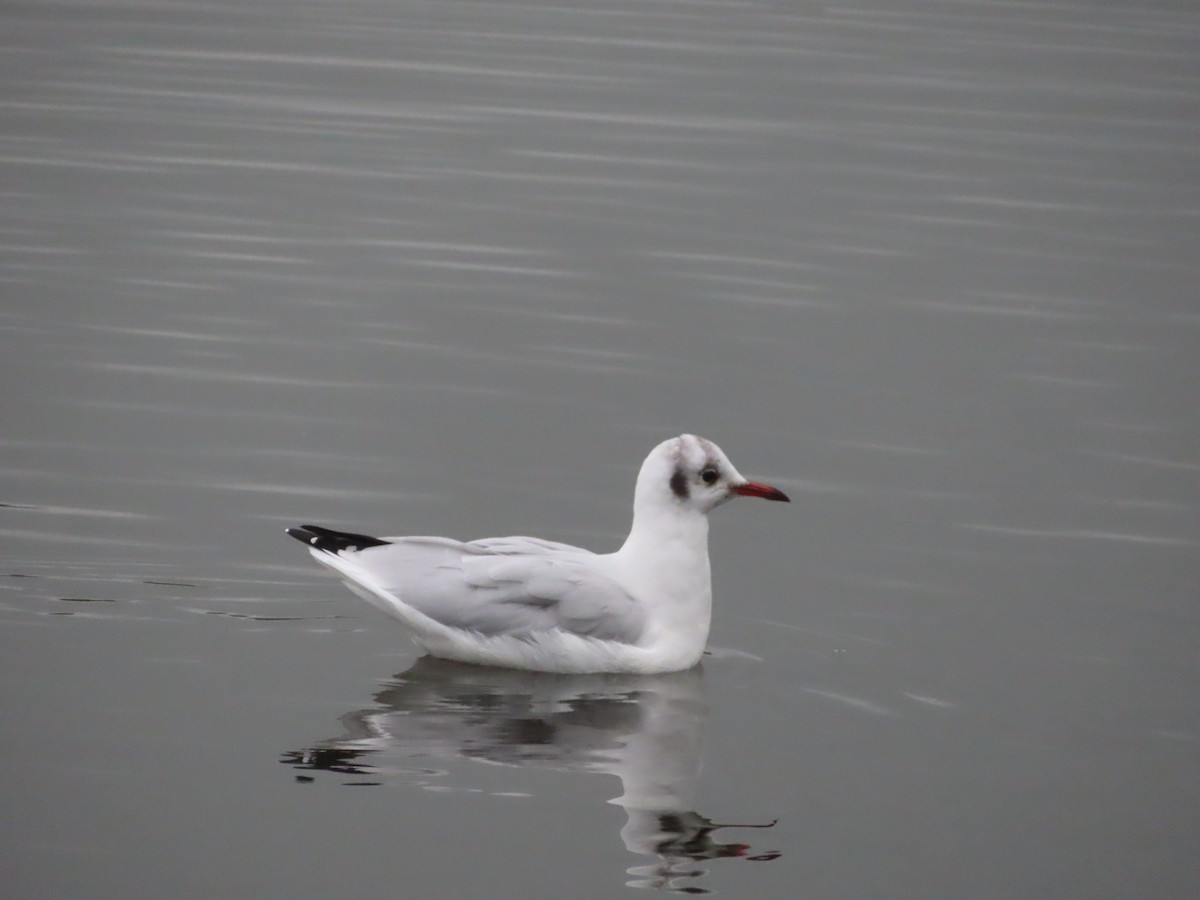 Black-headed Gull - ML624129349