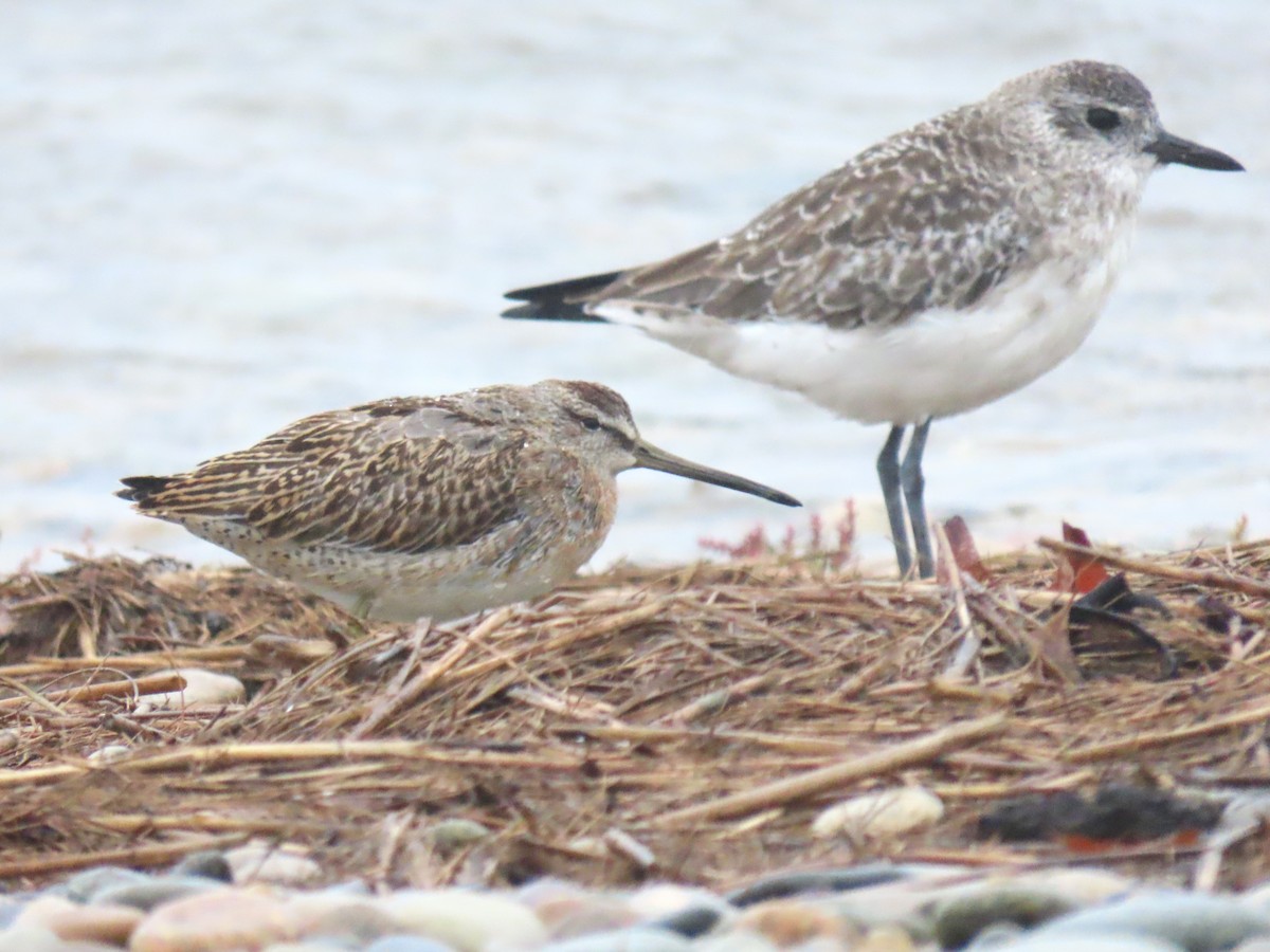 Short-billed Dowitcher - Frederick Bowes