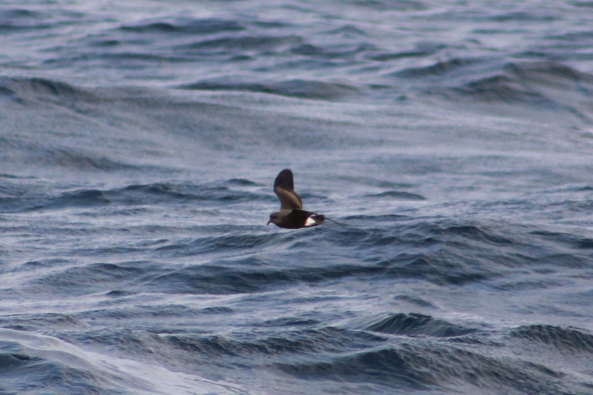 Leach's Storm-Petrel - ML624129366