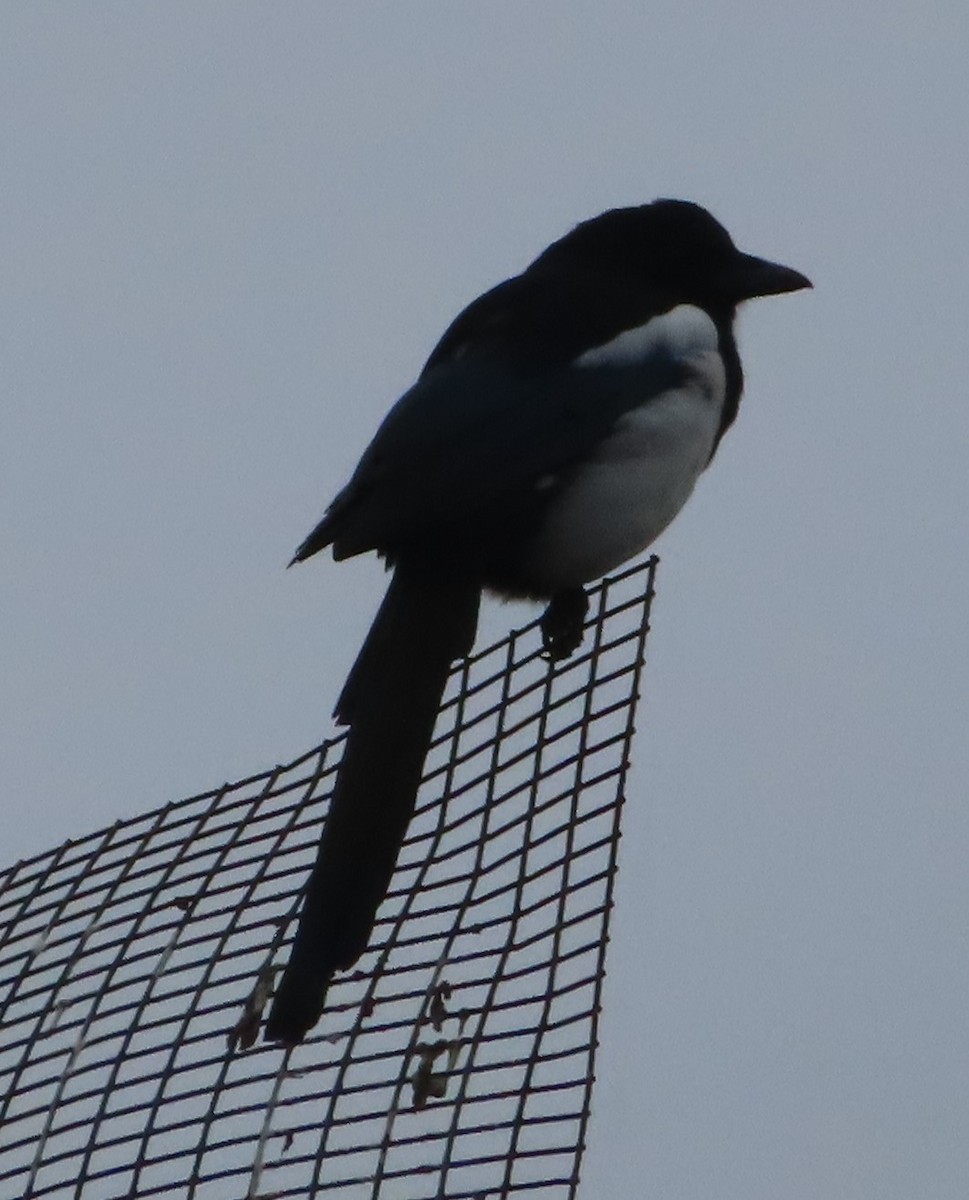 Eurasian Magpie - ML624129399