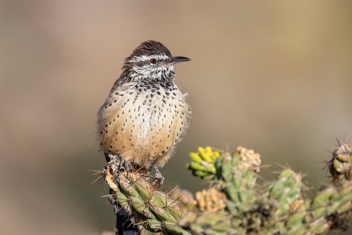 Cactus Wren - ML624129413