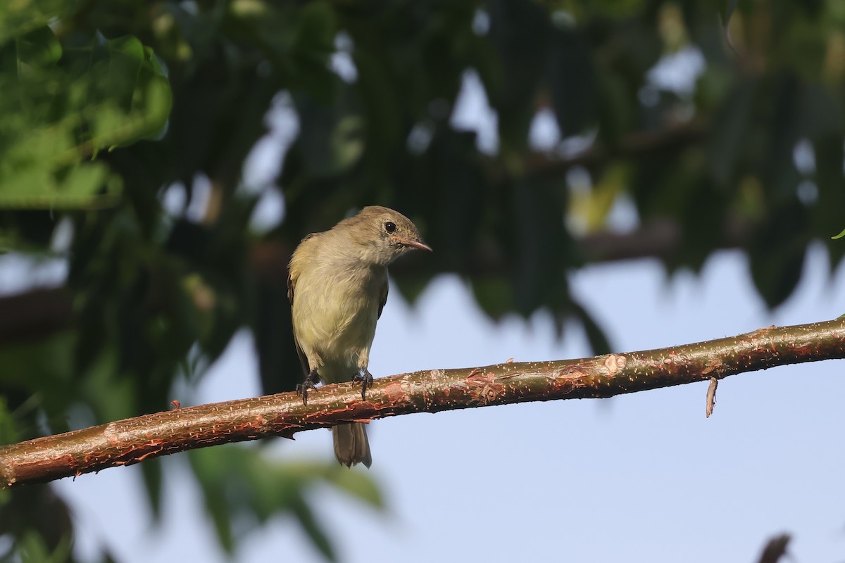 Caribbean Elaenia - ML624129419