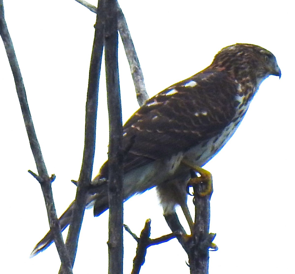 Cooper's Hawk - ML624129452