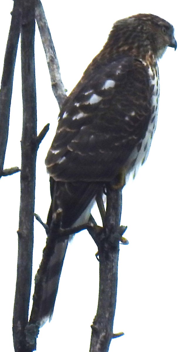 Cooper's Hawk - ML624129453