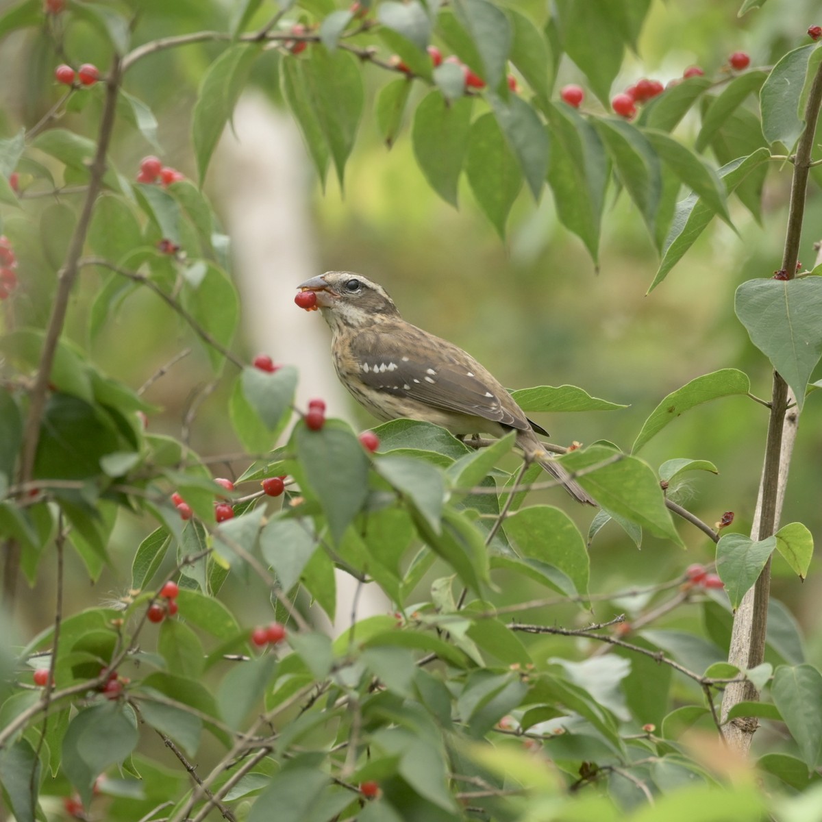 Rose-breasted Grosbeak - ML624129470