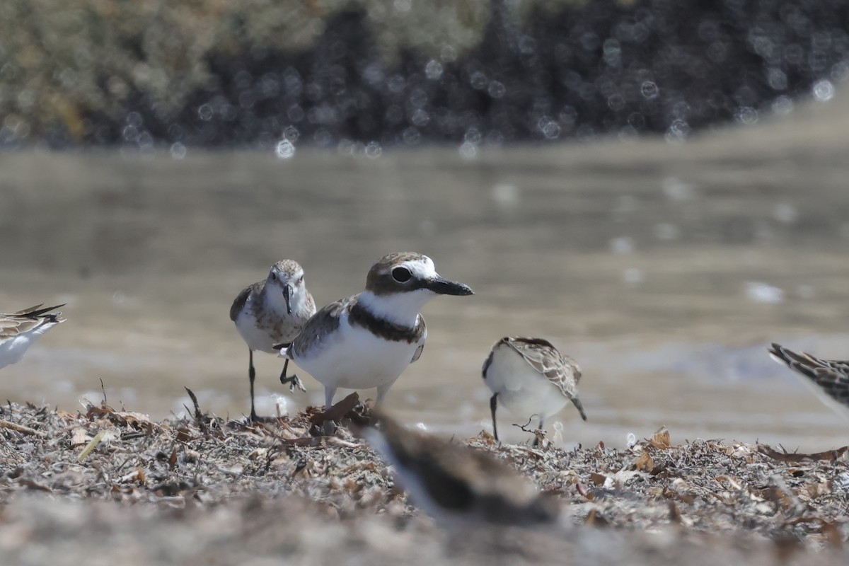 Wilson's Plover - ML624129503