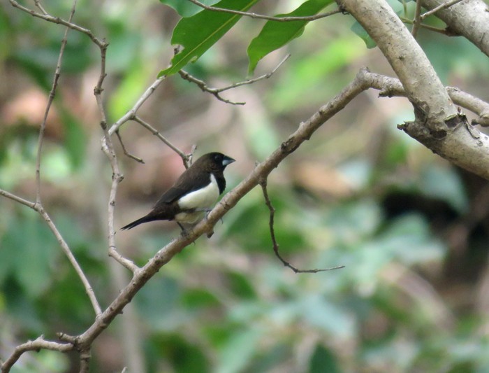White-rumped Munia - ML62412951