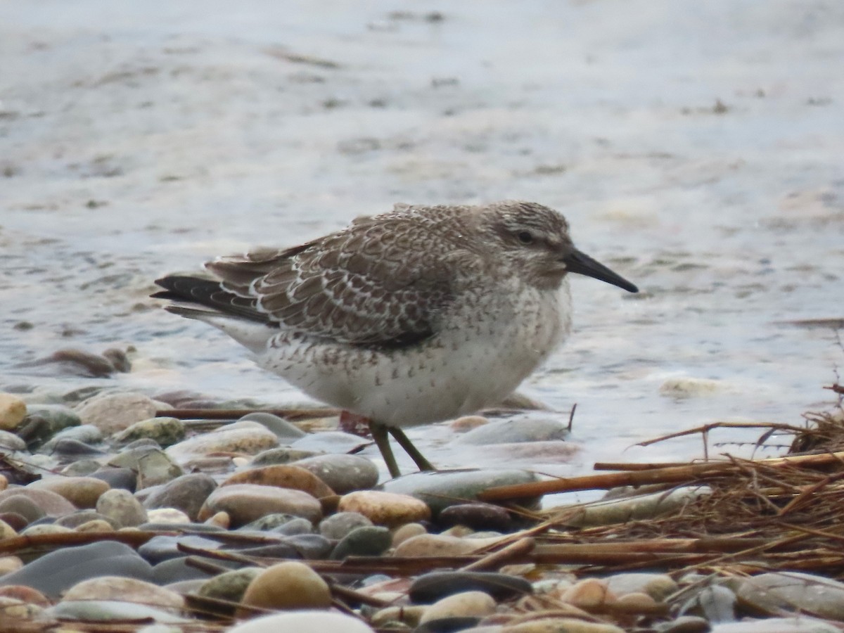 Red Knot - ML624129523